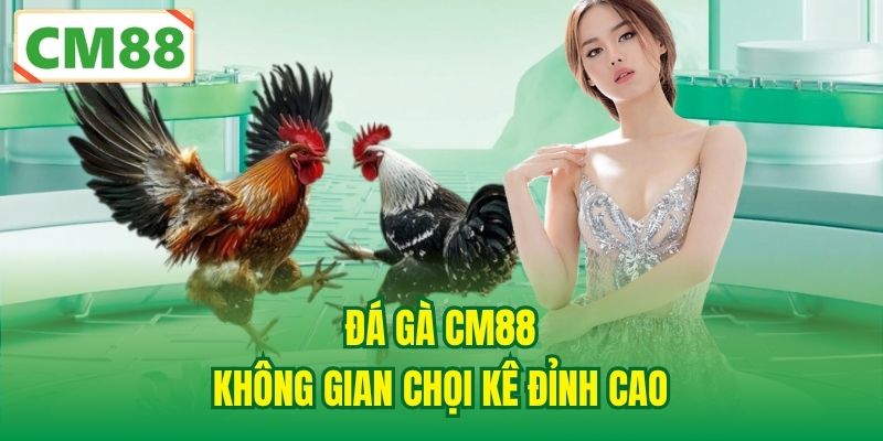 Đá gà CM88 - Không gian chọi kê đỉnh cao